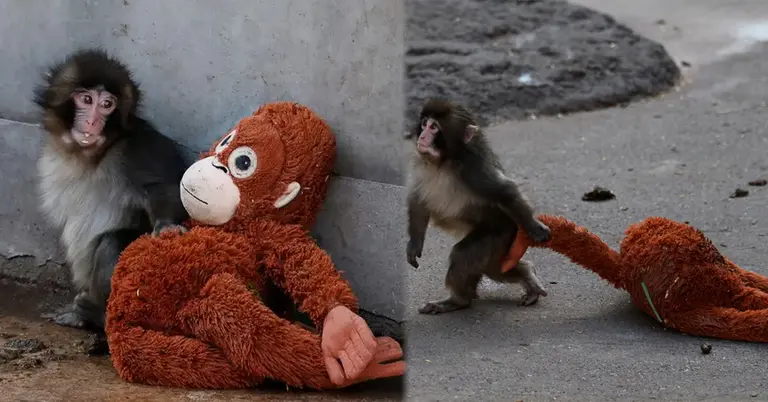 ওরাংওটাং পুতুল নিয়ে  বানর